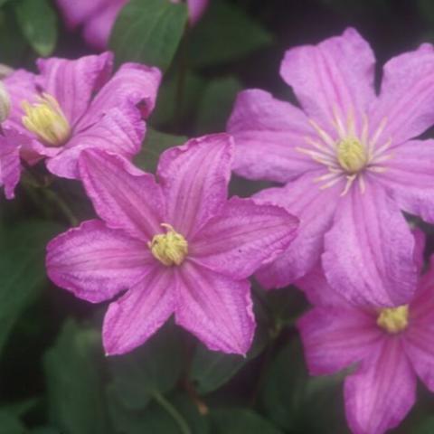 Clematis Comtesse de Bouchard, lavender-pink six petals, darker striations