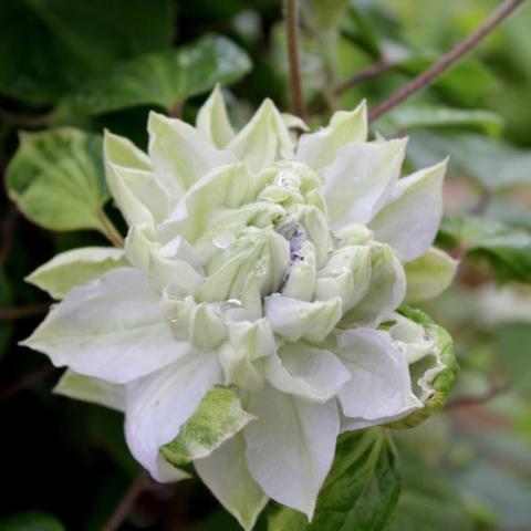 Clematis Diamond Ball, double white with green tinges