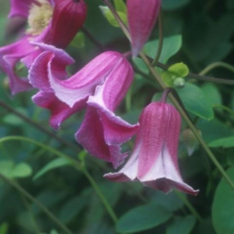 Clematis Etoile Rose, drooping flowers with recurved fuchsia petals