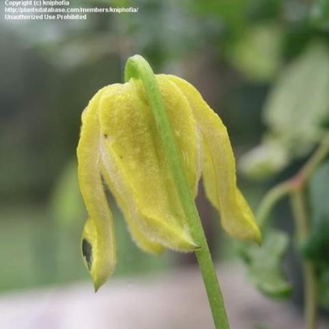 Clematis Golden, drooping flowers with recurved lemon petals