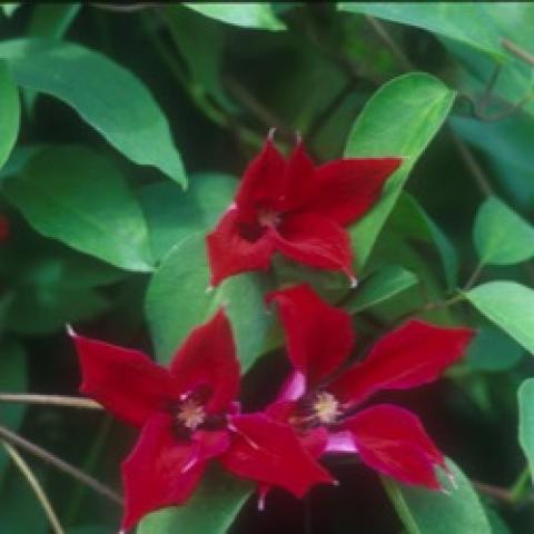 Clematis Gravetye Beauty, dark red four-petaled flowers