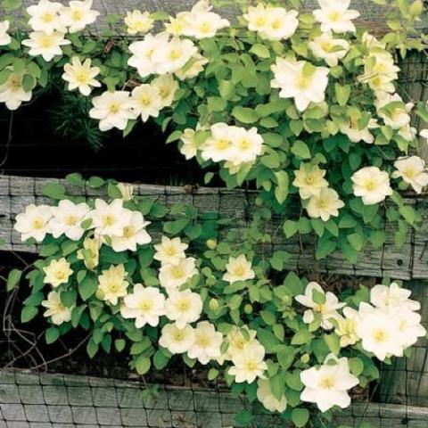 Clematis Guernsey Cream, white to cream with yellow centers