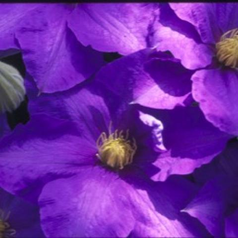 Clematis HF Young, large lavender-blue flowers
