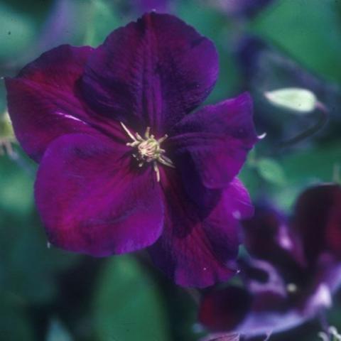 Clematis Jackmanii Superba, dark purple