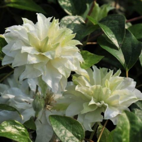 Clematis Madame Maria, bushy double flowers with white petals