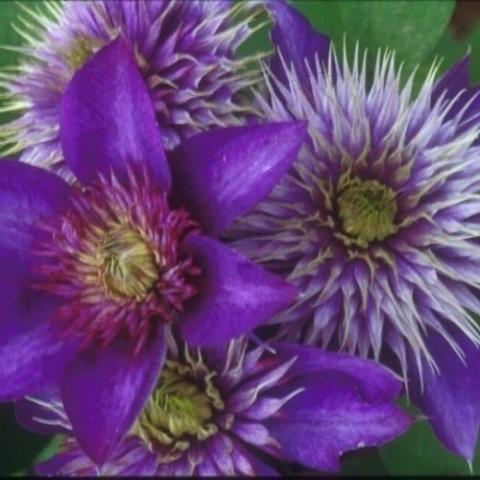 Multi-Blue clematis amethyst purple petals, crazy centers