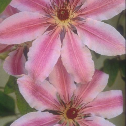 Clematis Nelly Moser, light pink petal edges and medium pink petal centers