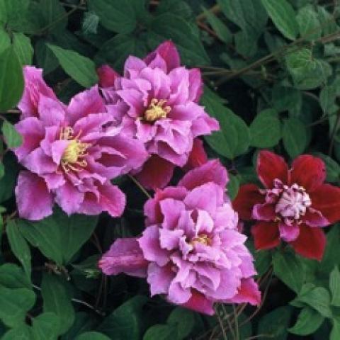 Clematis Piilu, lavender with double centers