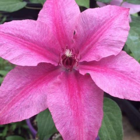 Clematis Rosalie, single flower with pink petals and deep pink stripes down the center