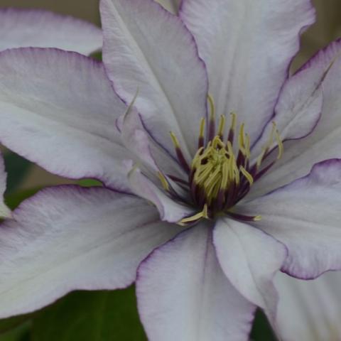 Samaritan Jo clematis, white petals with red-violet thin edges