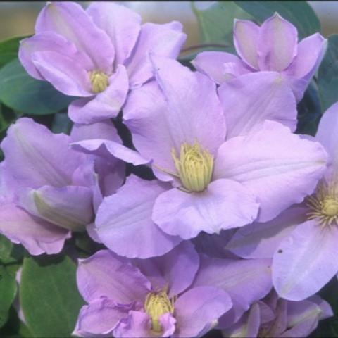 Clematis Silver Moon, light lavender, yellow centers