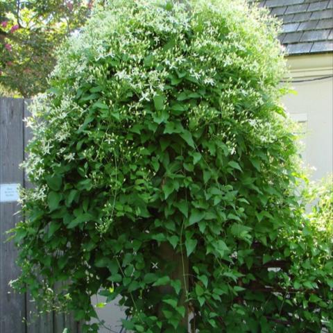 Clematis 'Sweet Autumn', white, 1–2"   open flowers in clusters. 