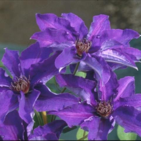 Clematis The President, strong purple