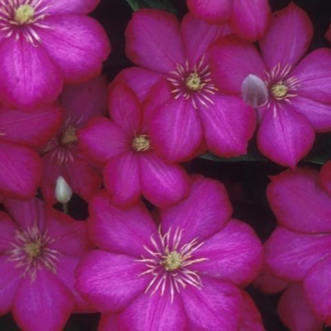 Clematis Ville de Lyon, strong magenta