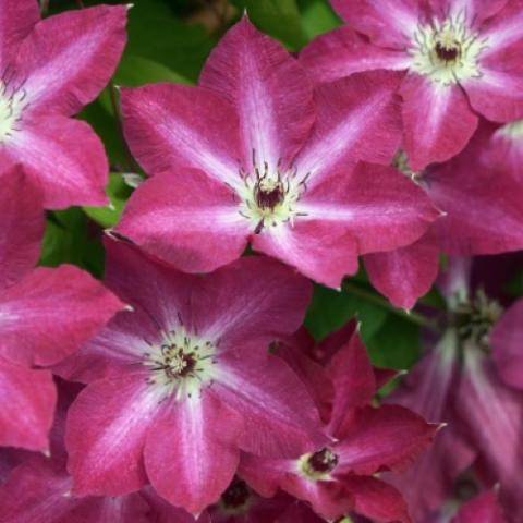 Clematis Viva Polonia, red-pink petals with white brushed centers like a star