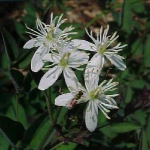 Clematis recta purpurea, small white flowers in a cluster