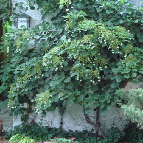 Clusters of fragrant flowers with showy white bracts. 