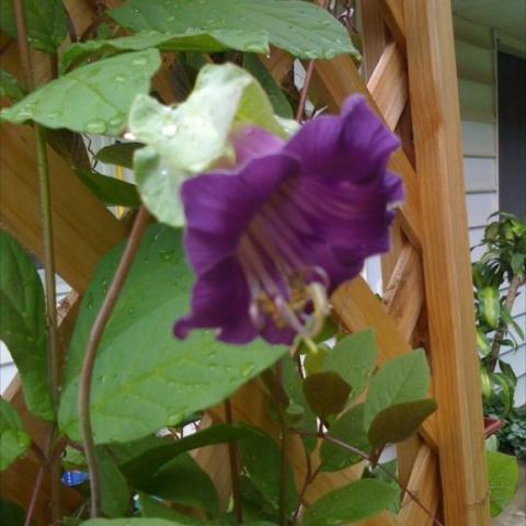 Cobaea scandens, rich violet large flower