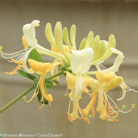 Lonicera Scentsation, yellow flower cluster