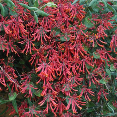 Masses of bright red trumpets 