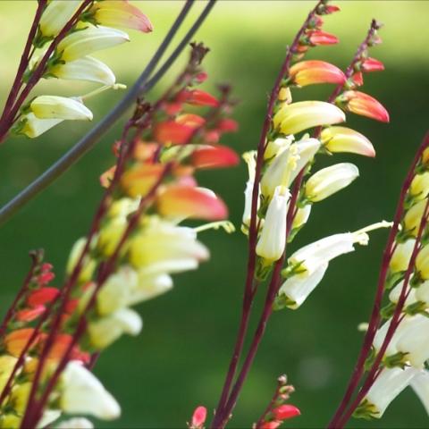 Sprays of long, tubular buds spark into a fiery scarlet and fade to a pale cream