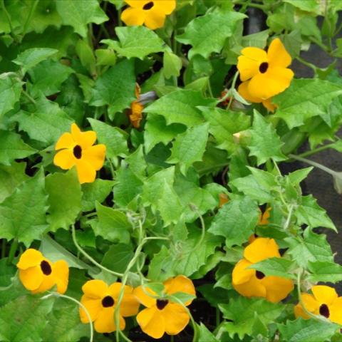 Winsome trailing or twining vine with masses of 1" tubular flowers with flat, op