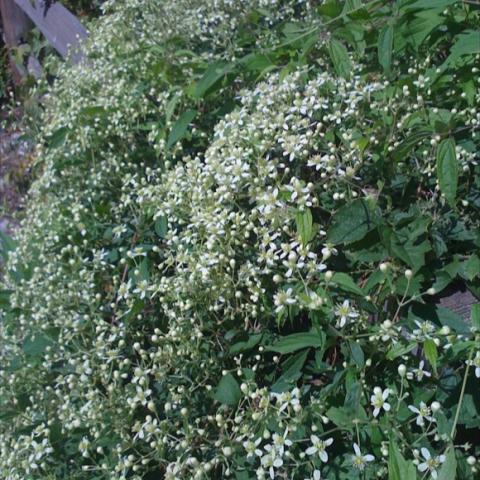 VIrgin's Bower with long festoons of small white flowers.