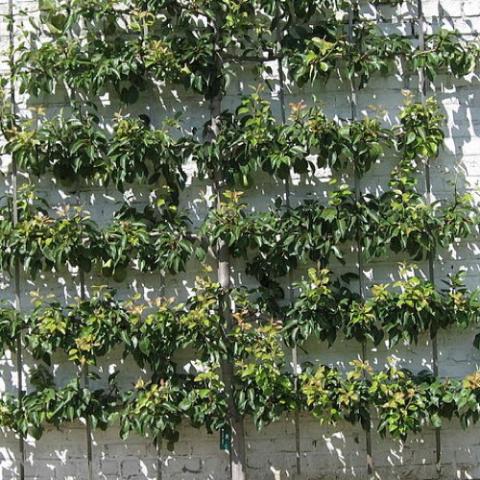 Espaliered apple tree, flattened against a fence