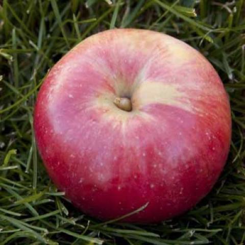 Fireside apple, red with a bit of green