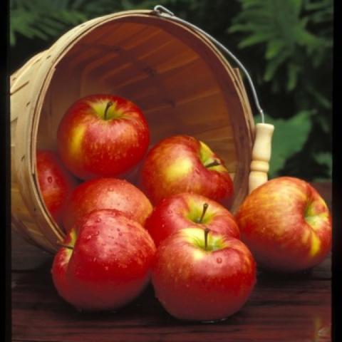 Honeycrisp apples, mostly red with yellow areas