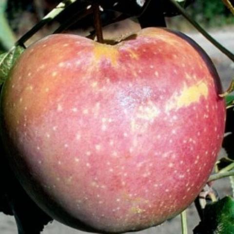 Prairie Magic apple, red with yellow dotting