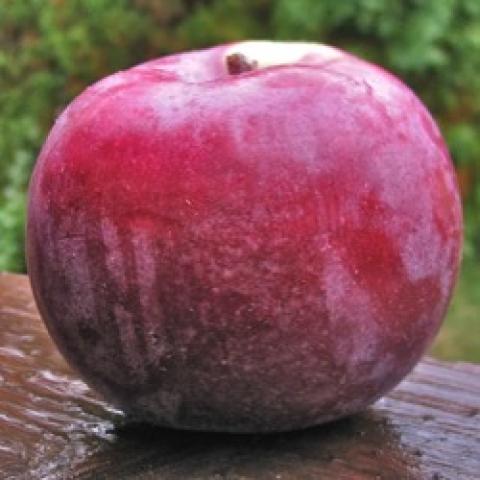Malus Ruby Mac, red skin
