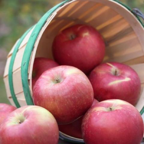 Snow Sweet apple, red fruits in a basket