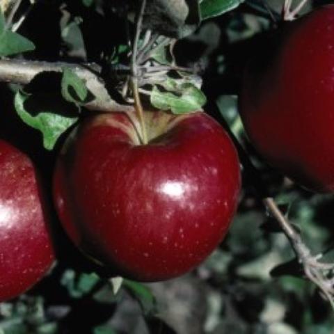 Sweet Sixteen apples, dark red and shiny on the tree