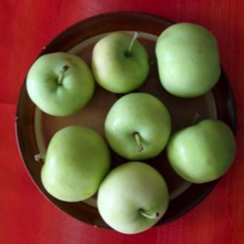 Malus Yellow Transparent, light green fruits