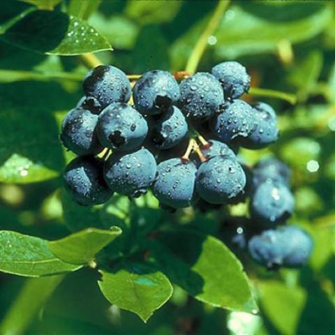 Blueberry St. Cloud, clusters of blueberries
