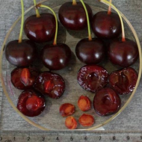 Cherry Bush Juliet, deep red fruits