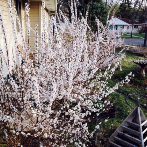 Nanking Cherry bushes in bloom, light pink