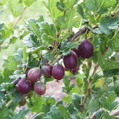 Jeanne gooseberries, brown fruit along a stem