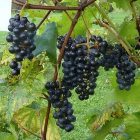 Dangling clusters of dark blue grapes, King of the North
