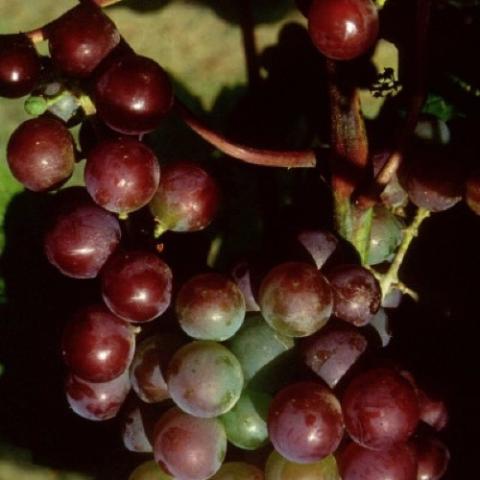 Somerset grape, reddish grapes