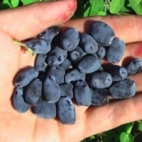 Handful of Indigo Gem honeyberries