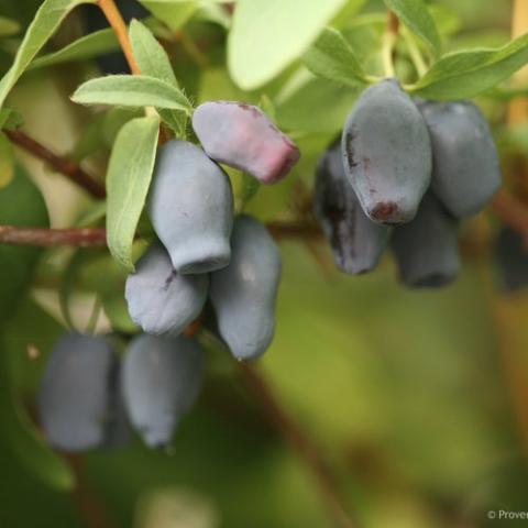 Yezberry Maxie, blue down-facing fruit