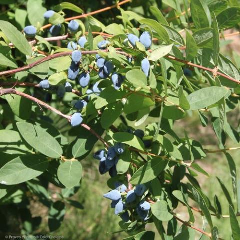 Yezberry Solo, blue fruit