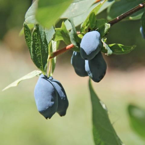Yezberry Sugar Pie, blue fruit