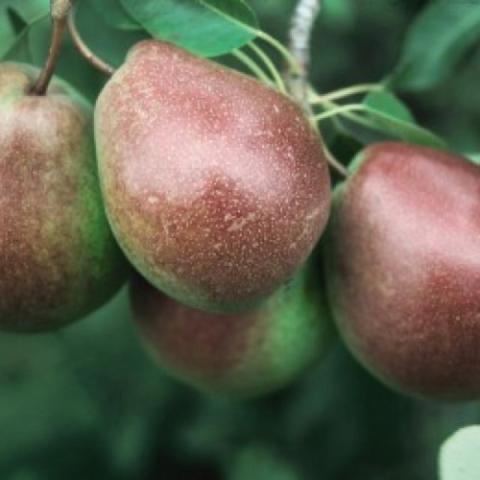 Pear Parker, ripe russet pears