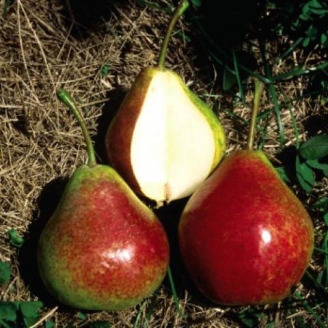 Summercrisp pears, half red, half green pears, white inside