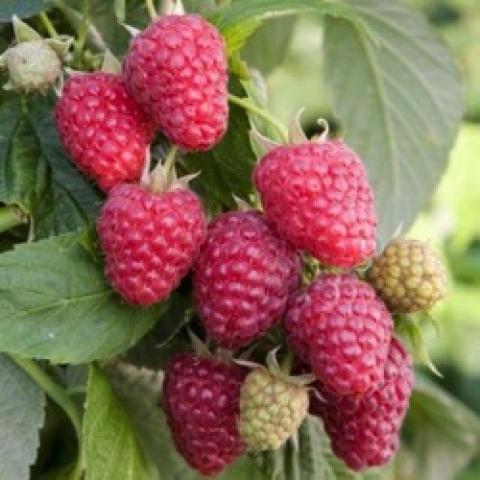 Rubus Joan J, red raspberries