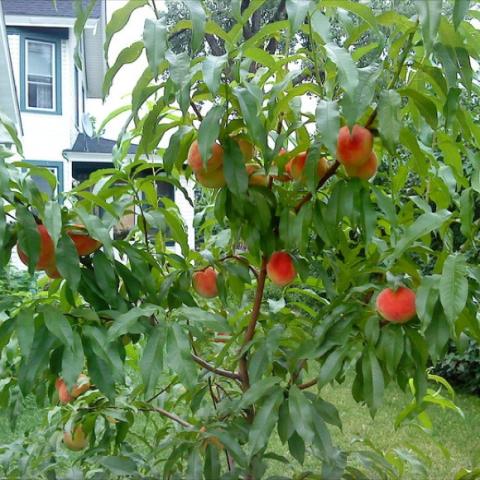 Reliance Peach, long green leaves, fruit on the tree