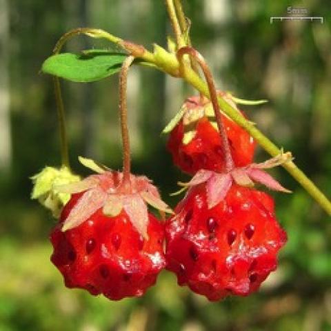 Wild strawberry, red fruit